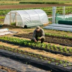 agricultural planting materials, greenhouse film, mulch film, shade net, insect net, weed mat, fiberglass rods