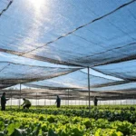 HDPE agricultural shade net installed over greenhouse protecting vegetable crops from direct sunlight