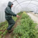 Greenhouse film for different climate conditions