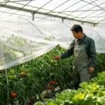 Farmer checking tomato crops under insect net greenhouse
