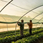 Workers tensioning and installing HDPE shade net on polytunnel greenhouse frame correctly