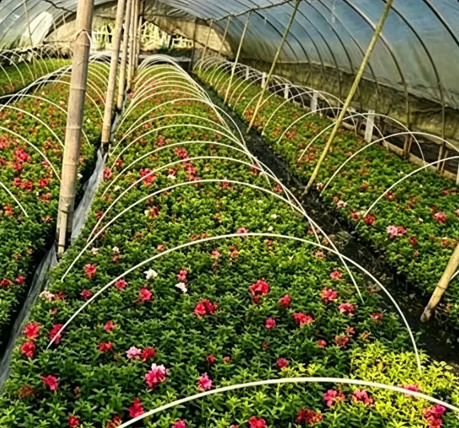 Nurseries, Flowers and Young Plants