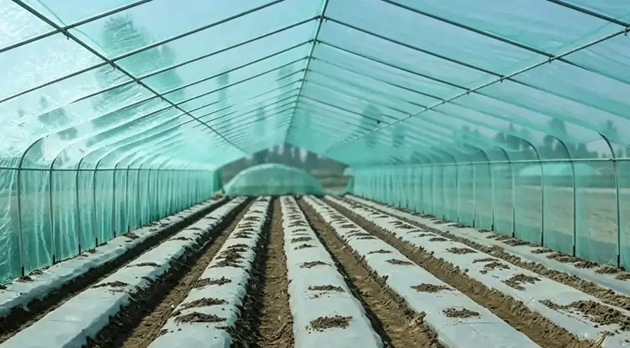 Physical Protection Package for High-Pest Vegetable Production