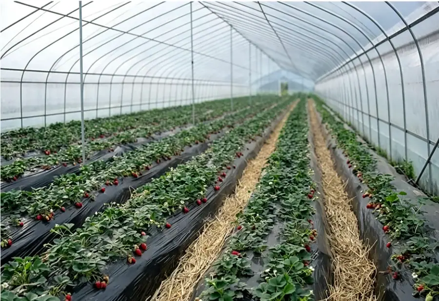 Agricultural Materials Selected as One Compatible System