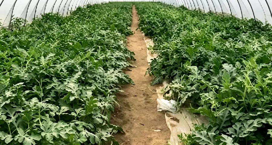 Agricultural Materials Distributor