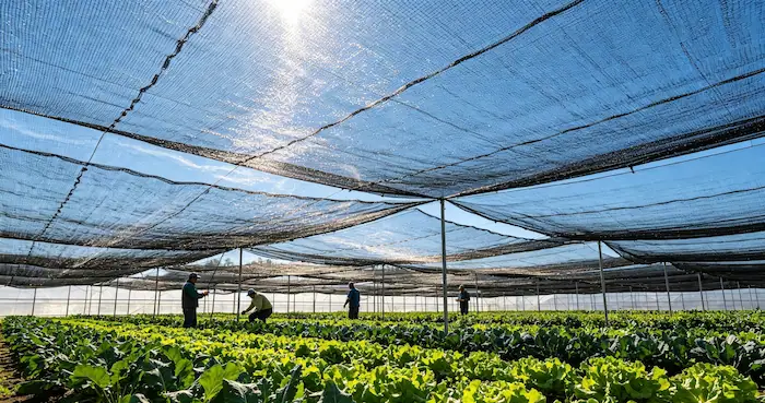 HDPE agricultural shade net installed over greenhouse protecting vegetable crops from direct sunlight